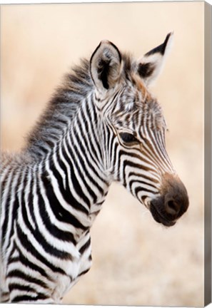 Framed Close-up of a Burchell's Zebra (Equus burchelli), Ngorongoro Crater, Ngorongoro, Tanzania Print