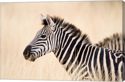 Framed Burchell Zebra, Ngorongoro Crater, Ngorongoro, Tanzania Print