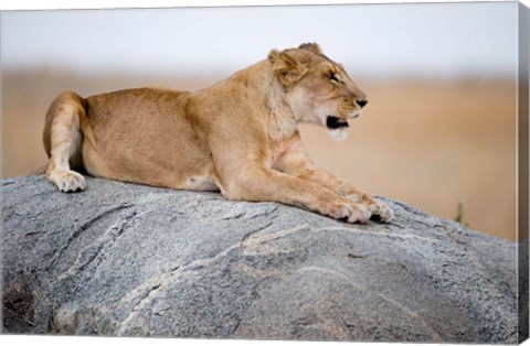 Framed Close Up of a Lioness (Panthera leo) Sitting on a Rock, Serengeti, Tanzania Print