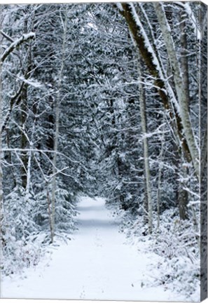 Framed Snow Covered Road Through a Forest, Washington State Print