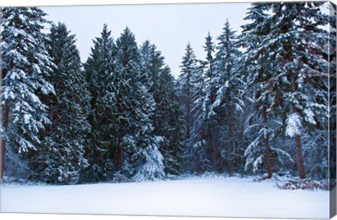 Framed Trees along a snow covered road in a forest, Washington State, USA Print