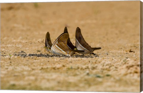 Framed Swallowtail butterflies in a field, Three Brothers River, Meeting of the Waters State Park, Pantanal Wetlands, Brazil Print