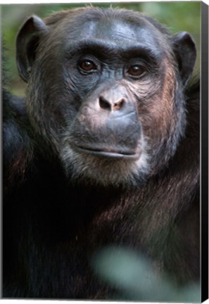 Framed Close-up of a Chimpanzee (Pan troglodytes), Kibale National Park, Uganda Print