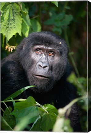 Framed Close-up of a Mountain Gorilla (Gorilla beringei beringei), Bwindi Impenetrable National Park, Uganda Print