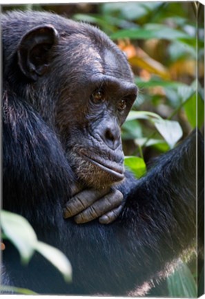 Framed Chimpanzee, Kibale National Park, Uganda Print