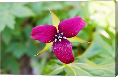 Framed Close-up of a trillium flower Print