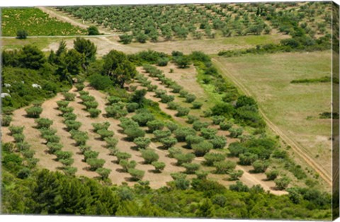 Framed Olive trees in field, Les Baux-de-Provence, Bouches-Du-Rhone, Provence-Alpes-Cote d&#39;Azur, France Print