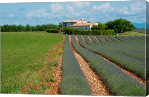 Framed Lavender field, Plateau de Valensole, Alpes-de-Haute-Provence, Provence-Alpes-Cote d&#39;Azur, France Print