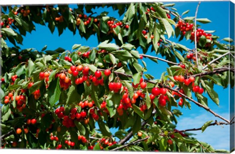 Framed Cherries to be Harvested, Cucuron, Vaucluse, Provence-Alpes-Cote d&#39;Azur, France (horizontal) Print