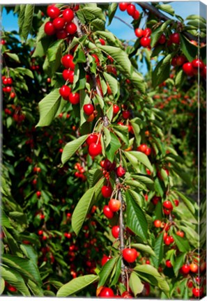 Framed Cherries to be Harvested, Cucuron, Vaucluse, Provence-Alpes-Cote d&#39;Azur, France (vertical) Print