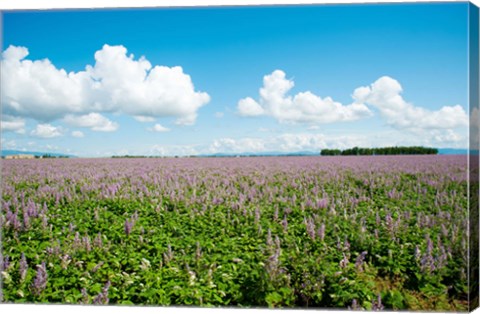 Framed Field with flowers near D8, Brunet, Plateau de Valensole, Alpes-de-Haute-Provence, Provence-Alpes-Cote d&#39;Azur, France Print