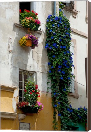 Framed Building with flower pots on each window, Rue Des Arenes, Arles, Bouches-Du-Rhone, Provence-Alpes-Cote d&#39;Azur, France Print