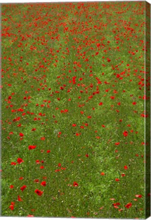 Framed Poppy Field in Bloom, Les Gres, Sault, Vaucluse, Provence-Alpes-Cote d&#39;Azur, France (vertical) Print