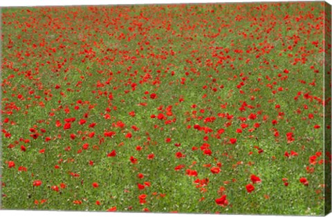 Framed Poppy Field in Bloom, Les Gres, Sault, Vaucluse, Provence-Alpes-Cote d&#39;Azur, France (horizontal) Print