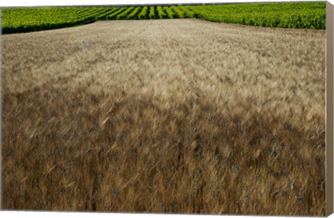 Framed Wheat field surrounded by vineyards, Cucuron, Vaucluse, Provence-Alpes-Cote d&#39;Azur, France Print