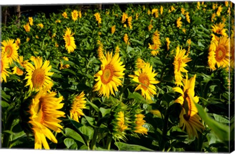 Framed Sunflowers (Helianthus annuus) in a field, Vaugines, Vaucluse, Provence-Alpes-Cote d&#39;Azur, France Print