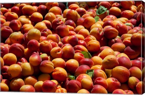 Framed Nectarines for sale at weekly market, St.-Remy-de-Provence, Bouches-Du-Rhone, Provence-Alpes-Cote d&#39;Azur, France Print