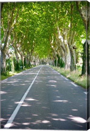 Framed Allee of trees, St.-Remy-De-Provence, Bouches-Du-Rhone, Provence-Alpes-Cote d&#39;Azur, France Print