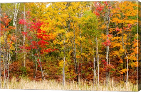 Framed Colorful Trees in the Forest during Autumn, Muskoka, Ontario, Canada Print