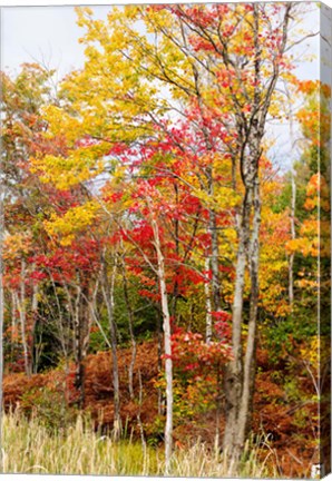 Framed Autumn Trees, Muskoka, Ontario, Canada Print