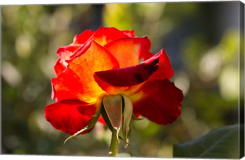 Framed Close-up of an orange rose, Los Angeles, California, USA Print