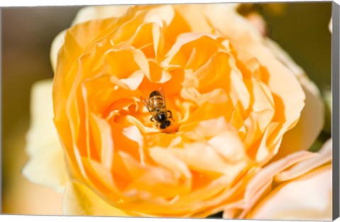 Framed Bee pollinating a yellow rose, Beverly Hills, Los Angeles County, California, USA Print