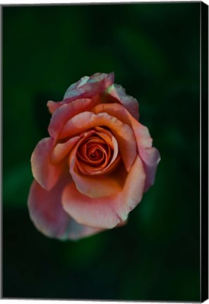 Framed Close-up of a pink rose, Beverly Hills, Los Angeles County, California, USA Print