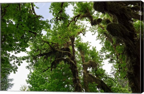 Framed Low angle view of trees in a forest, Hoh Rainforest, Olympic National Park, Washington State, USA Print