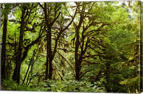 Framed Trees in a Forest, Quinault Rainforest, Olympic National Park, Olympic Peninsula, Washington State Print