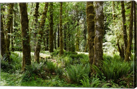 Framed Ferns and Trees, Quinault Rainforest, Olympic National Park, Washington State Print