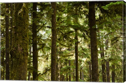 Framed Trees in a forest, Queets Rainforest, Olympic National Park, Washington State, USA Print