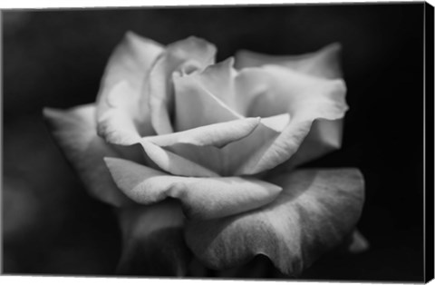 Framed Close-up of a rose, Los Angeles County, California, USA Print