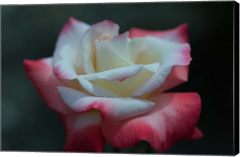 Framed Close-up of a pink and white rose, Los Angeles County, California, USA Print