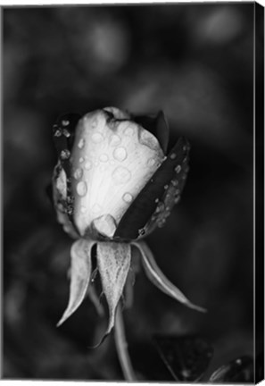 Framed Close-up of a Rose, Glendale, Los Angeles County, California (black and white) Print