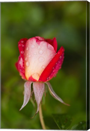 Framed Close-up of a Rose, Glendale, Los Angeles County, California Print