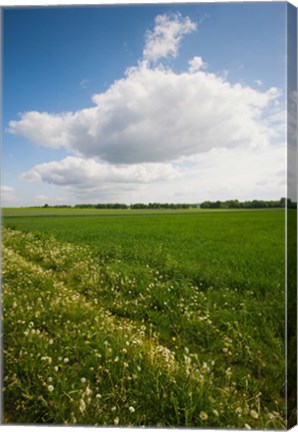 Framed Farm field in springtime, Bergen, Lower Saxony, Germany Print