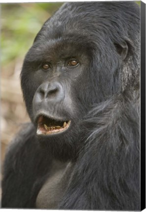 Framed Close-up of a Mountain gorilla (Gorilla beringei beringei), Rwanda Print