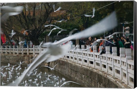 Framed People feeding the gulls in a park, Green Lake Park, Kunming, Yunnan Province, China Print