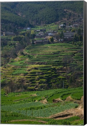 Framed Houses with terraced fields at mountainside, Heqing, Yunnan Province, China Print