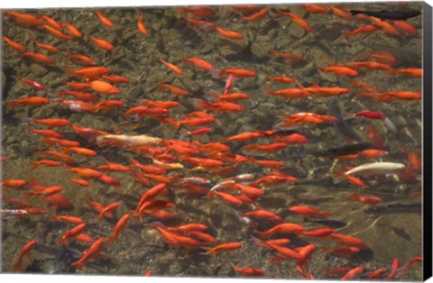 Framed Goldfish (Carassius auratus) swimming in the Yu River Canal, Old Town, Lijiang, Yunnan Province, China Print