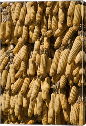 Framed Corn cobs hanging to dry, Baisha, Lijiang, Yunnan Province, China Print