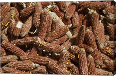 Framed Close-up of corn cobs, Baisha, Lijiang, Yunnan Province, China Print