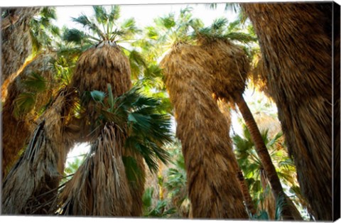 Framed Low angle view of palm trees, Palm Springs, Riverside County, California, USA Print