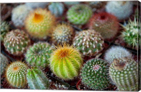 Framed Close-up of multi-colored Cacti Print