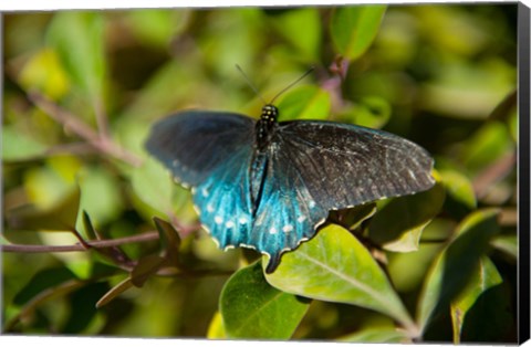 Framed Blue tinted Butterfly on a leaf Print