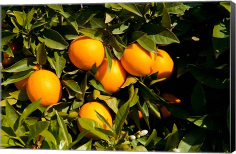 Framed Oranges, Santa Paula, Ventura County, California Print