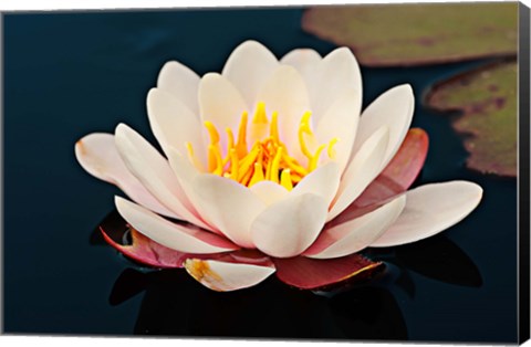 Framed Water lily in a pond, Mendocino Coast Botanical Gardens, Fort Bragg, California, USA Print