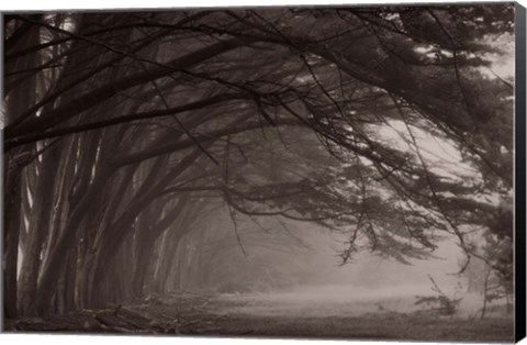 Framed Cypress trees at misty morning, Fort Bragg, California, USA Print