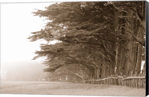 Framed Cypress trees along a farm, Fort Bragg, California, USA Print