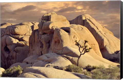 Framed Rock formations and Joshua tree at Joshua Tree National Park, California, USA Print